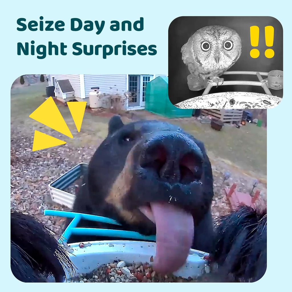 Birdfy Feeder 1 - The Perfect Gift for All